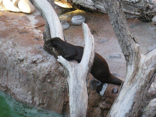 Otter